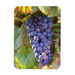 Imán Un racimo de uvas Pinot Noir en un Chambertin