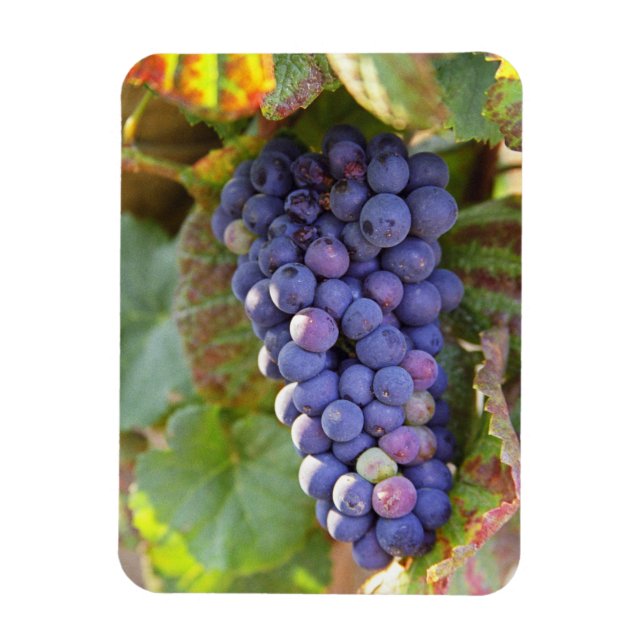Imán Un racimo de uvas Pinot Noir en un Chambertin (Vertical)