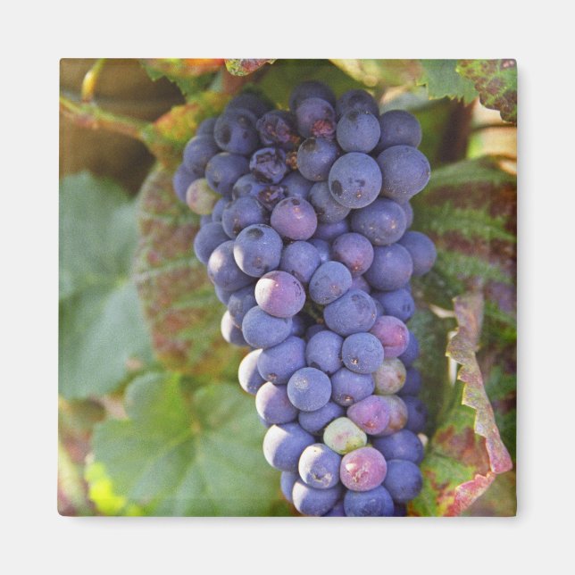 Imán Un racimo de uvas Pinot Noir en un Chambertin (Frente)