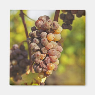 Imán Un racimo de uvas Semillon mohosas en Ch Raymond L