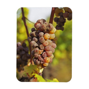 Imán Un racimo de uvas Semillon mohoso en Ch Raymond La