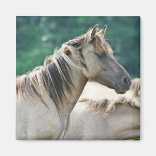 Imán Un rebaño de caballos de Brumby de Australia