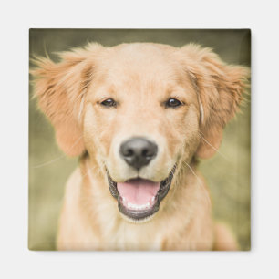 Imán Un Retrato De Un Cachorro De Recuperación Dorada