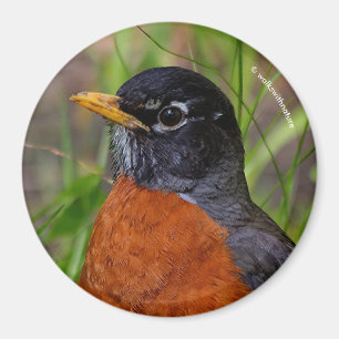 Imán Un Robin estadounidense curioso y esperanzado