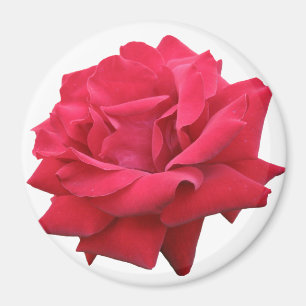 Imán Un rosa rojo clásico