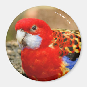 Imán Un Rosella Oriental Cheeky en el agujero de agua