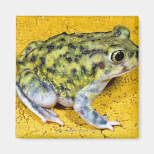Imán Un sapo de spadefoot