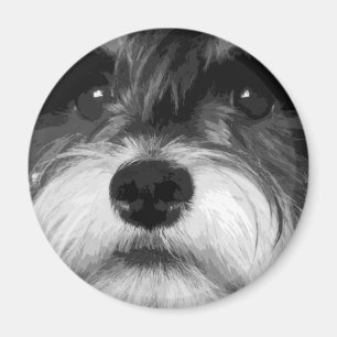 Imán Un Schnauzer en miniatura en blanco y negro