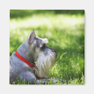 Imán Un Schnauzer que pone en la hierba