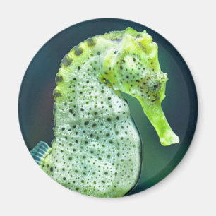 Imán Un Seahorse hermoso de Knysna