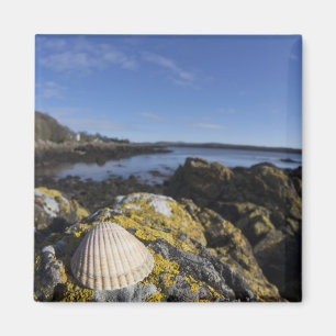 Imán Un Seashell se sienta en una roca el   Dumfries,