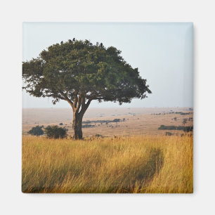 Imán Un solo árbol de acacia en llanuras herbáceas, Mas