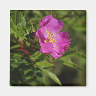 Imán Un solo color de rosa salvaje
