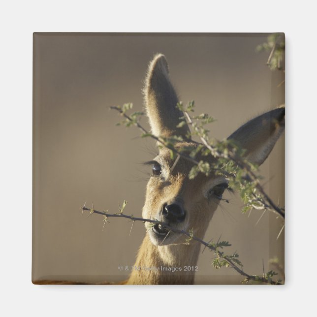 Imán Un Steenbok mirando la cámara mientras come (Frente)