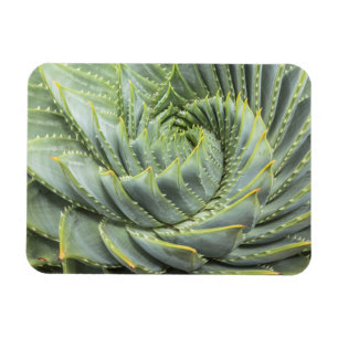 Imán Un Succulent verde y blanco