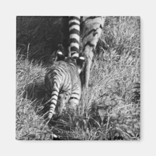 Imán Un tigre con sus dos cachorros en el parque