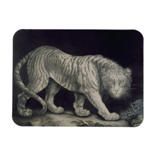 Imán Un tigre de vagabundeo (lápiz en el papel)