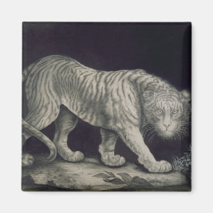 Imán Un tigre de vagabundeo (lápiz en el papel)