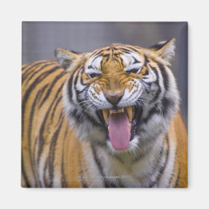 Imán Un tigre del rugido, parque zoológico de Taiwán,