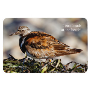 Imán Un Turnstone Ruddy Showstop