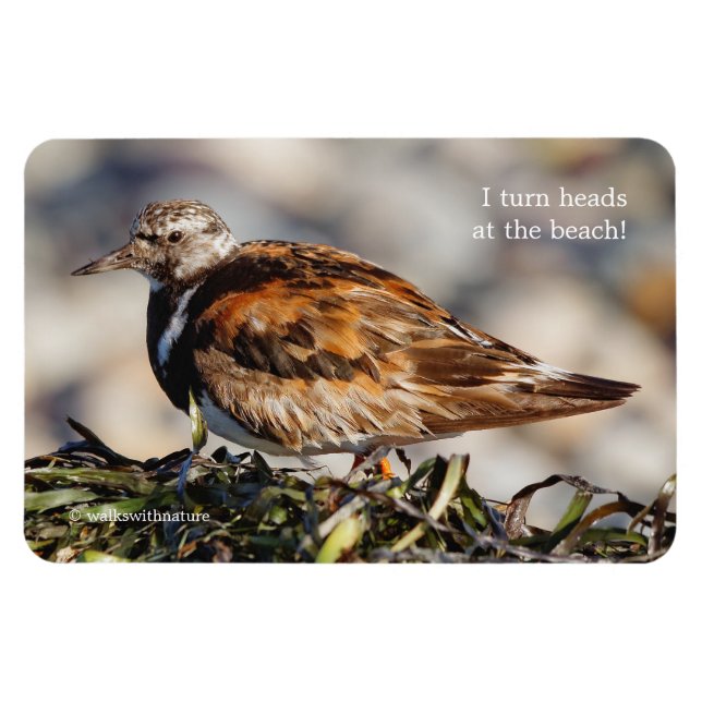 Imán Un Turnstone Ruddy Showstop (Horizontal)