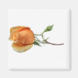 Imán Un único corte de rosa