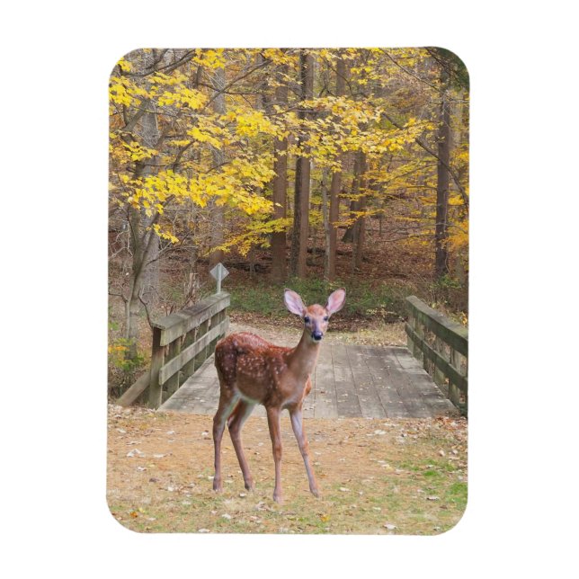 Imán Un venado en el parque (Vertical)