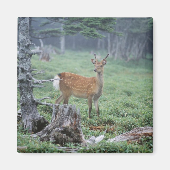 Imán Un venado joven en un bosque (Frente)