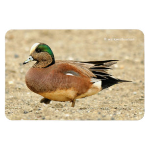 Imán Un Wigeon americano en la playa