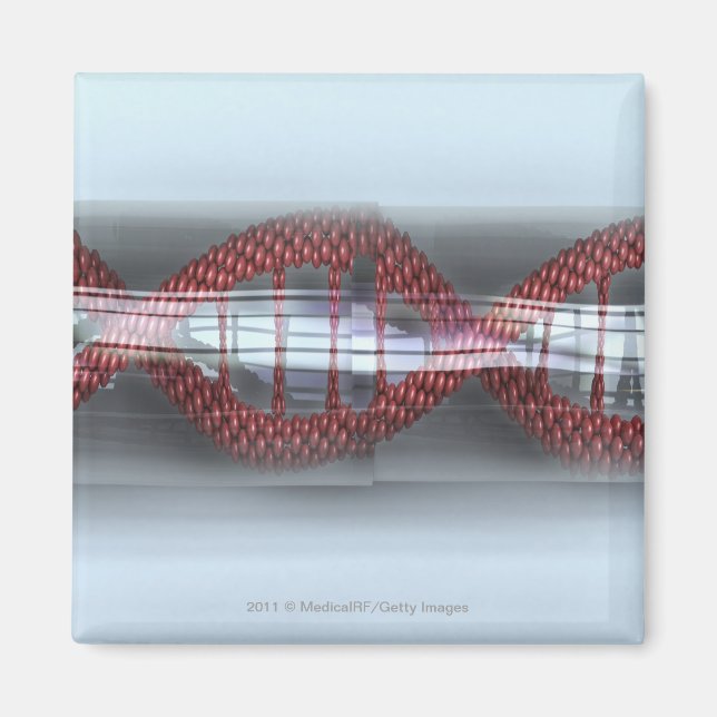 Imán Una cadena de ADN en una cápsula (Frente)