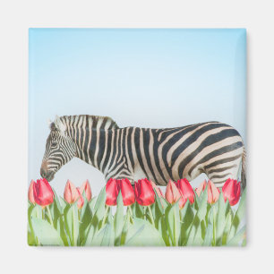 Imán Una cebra entre los tulipanes