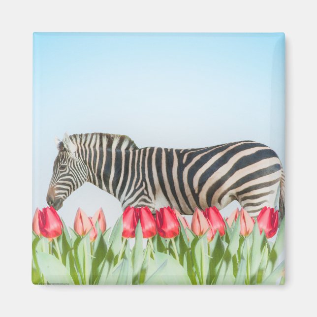 Imán Una cebra entre los tulipanes (Frente)