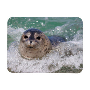 Imán Una cría de foca haciendo surf