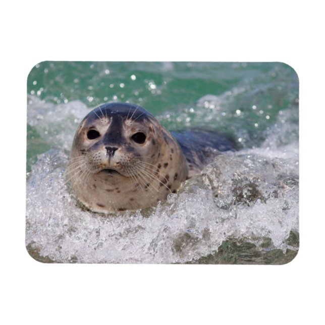Imán Una cría de foca haciendo surf (Horizontal)