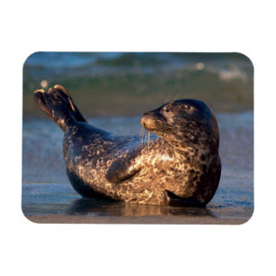 Imán Una cría de foca levantando la cola
