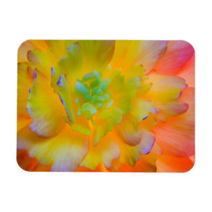 Imán Una flor de begonia brillante con luz trasera