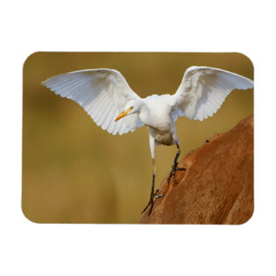 Imán Una garceta bueyera (Bubulcus Ibis) desciende