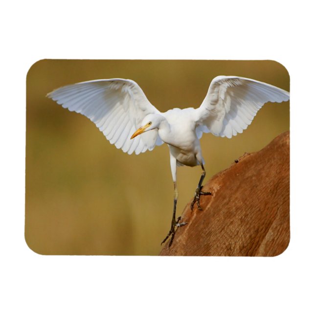 Imán Una garceta bueyera (Bubulcus Ibis) desciende (Horizontal)