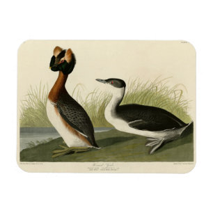 Imán Una grieta de cuerno de los pájaros de América de