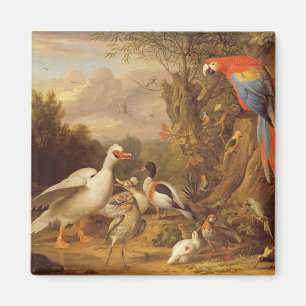 Imán Una macana, patos, loros y otras aves en tierra