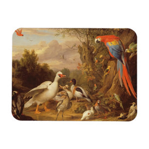 Imán Una macana, patos, loros y otras aves en tierra
