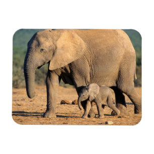 Imán Una madre y cría de elefante africano en movimient