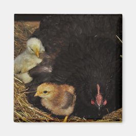 Imán Una mamá y sus polluelos