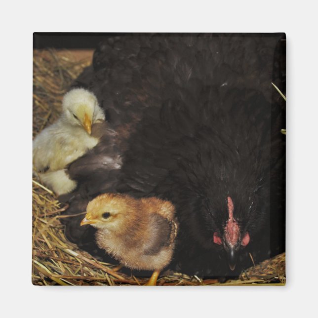 Imán Una mamá y sus polluelos (Frente)