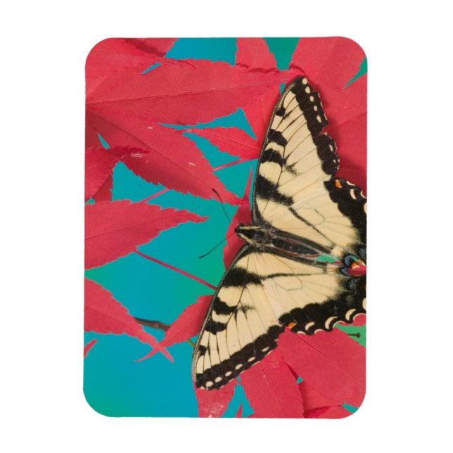 Imán Una mariposa canadiense cola de golondrina tigre (Vertical)