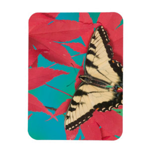 Imán Una mariposa canadiense de Swallowtail del tigre