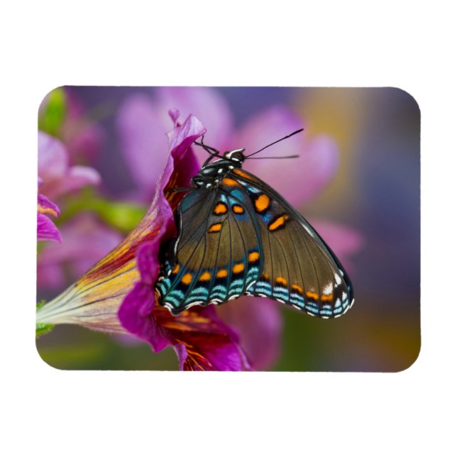 Imán Una mariposa cola de golondrina (Horizontal)