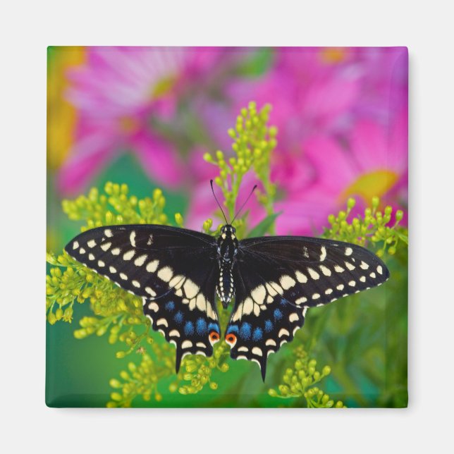 Imán Una Mariposa Cola de Golondrina Aterrizando (Frente)