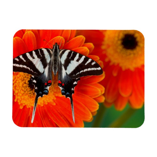Imán Una mariposa cola de golondrina cebra (Horizontal)