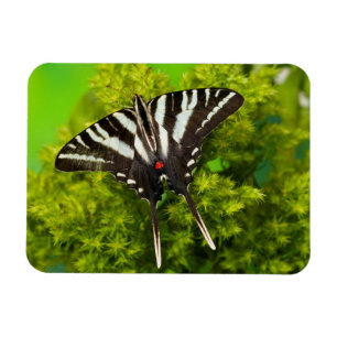 Imán Una mariposa cola de golondrina norteamericana
